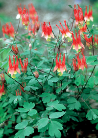 Aquilegia canadensis 'Little Lanterns'